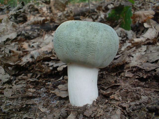 Russula virescens e simpatici segnali direzionali